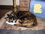 Fig Curled